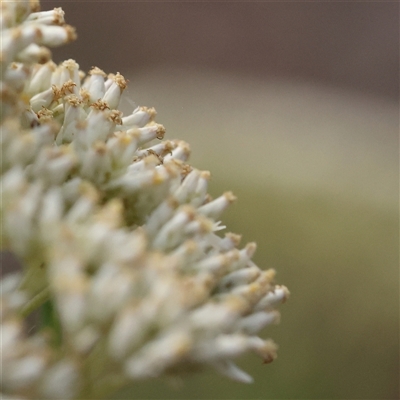 Cassinia longifolia (Shiny Cassinia, Cauliflower Bush) at Manton, NSW - 2 Jan 2025 by ConBoekel