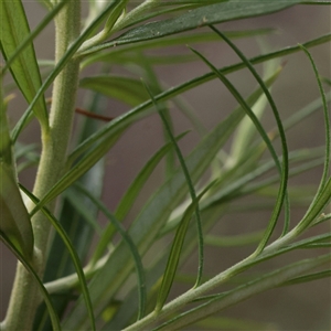 Cassinia longifolia at Manton, NSW - 2 Jan 2025