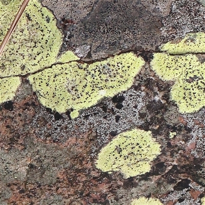 Unverified Lichen at Manton, NSW - 2 Jan 2025 by ConBoekel