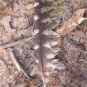 Podargus strigoides at Manton, NSW by ConBoekel