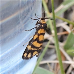 Asura lydia (Lydia Lichen Moth) at Manton, NSW - 2 Jan 2025 by ConBoekel