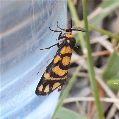 Asura lydia (Lydia Lichen Moth) at Manton, NSW - 2 Jan 2025 by ConBoekel