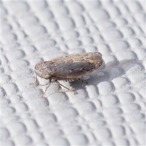 Unidentified Leafhopper or planthopper (Hemiptera, several families) at Manton, NSW by ConBoekel