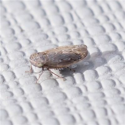 Deltocephalinae sp. (sub-family) (A leafhopper) at Manton, NSW - 2 Jan 2025 by ConBoekel