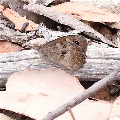 Geitoneura klugii (Marbled Xenica) at Manton, NSW - 2 Jan 2025 by ConBoekel