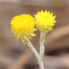 Chrysocephalum apiculatum (Common Everlasting) at Manton, NSW - 2 Jan 2025 by ConBoekel