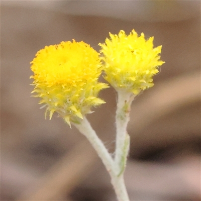 Chrysocephalum apiculatum (Common Everlasting) at Manton, NSW - 2 Jan 2025 by ConBoekel