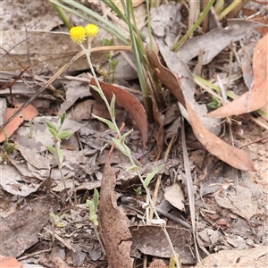 Chrysocephalum apiculatum at Manton, NSW - 2 Jan 2025 08:41 AM