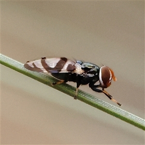 Lenophila achilles (Spider mimicking signal fly) at Manton, NSW by ConBoekel