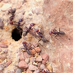 Iridomyrmex purpureus (Meat Ant) at Manton, NSW - 2 Jan 2025 by ConBoekel