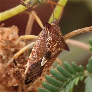 Oechalia schellenbergii (Spined Predatory Shield Bug) at Manton, NSW by ConBoekel