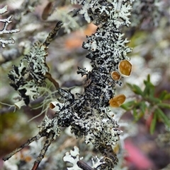 Unidentified Lichen at Cradle Mountain, TAS - 16 Nov 2020 by VanessaC