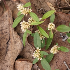 Alternanthera sp. A Flora of NSW (M. Gray 5187) J. Palmer at Manton, NSW - 2 Jan 2025 by ConBoekel