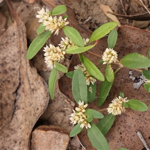 Alternanthera sp. A Flora of NSW (M. Gray 5187) J. Palmer at Manton, NSW by ConBoekel