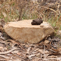 Vombatus ursinus at Manton, NSW - 1 Jan 2025 by ConBoekel