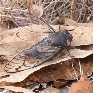 Psaltoda moerens (Redeye cicada) at Manton, NSW by ConBoekel