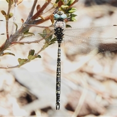 Austroaeschna parvistigma (Swamp Darner) at Booth, ACT - 3 Jan 2025 by JohnBundock