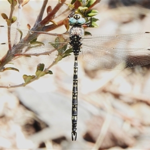 Austroaeschna parvistigma (Swamp Darner) at Booth, ACT by JohnBundock