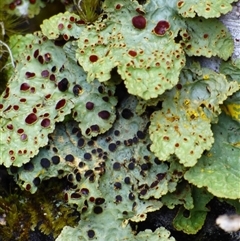 Unidentified Lichen at Cradle Mountain, TAS - 17 Nov 2020 by VanessaC