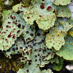 Unidentified Lichen at Cradle Mountain, TAS by VanessaC