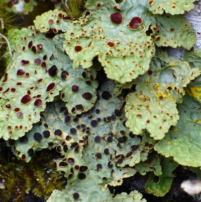 Unidentified Lichen at Cradle Mountain, TAS - 16 Nov 2020 by VanessaC