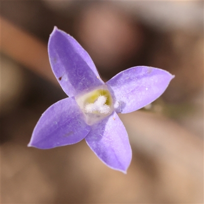 Wahlenbergia capillaris (Tufted Bluebell) at Manton, NSW - 2 Jan 2025 by ConBoekel