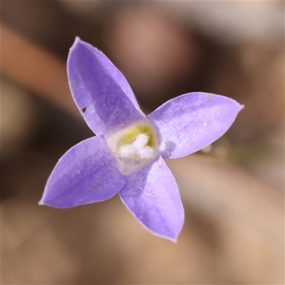 Wahlenbergia capillaris (Tufted Bluebell) at Manton, NSW - 1 Jan 2025 by ConBoekel