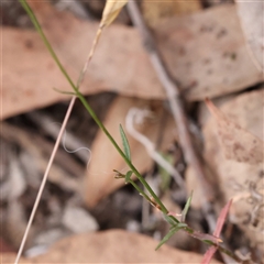 Wahlenbergia capillaris at Manton, NSW - 2 Jan 2025 09:00 AM