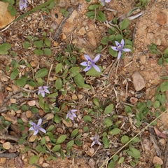 Isotoma fluviatilis subsp. australis (Swamp Isotome) at Manton, NSW - 1 Jan 2025 by ConBoekel