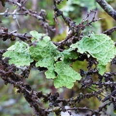 Unidentified Lichen at Cradle Mountain, TAS - 17 Nov 2020 by VanessaC