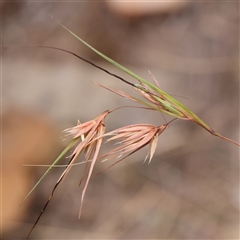 Themeda triandra (Kangaroo Grass) at Manton, NSW - 1 Jan 2025 by ConBoekel