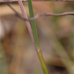 Themeda triandra at Manton, NSW - 2 Jan 2025 09:07 AM