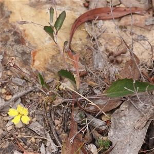 Goodenia hederacea at Manton, NSW - 2 Jan 2025 09:08 AM