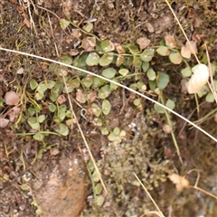 Asplenium flabellifolium (Necklace Fern) at Manton, NSW - 2 Jan 2025 by ConBoekel