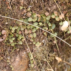 Asplenium flabellifolium (Necklace Fern) at Manton, NSW - 1 Jan 2025 by ConBoekel