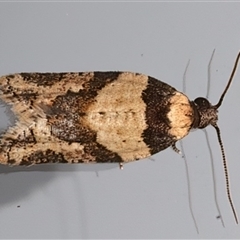 Clarana clarana (A Tortricid moth) at Ainslie, ACT - 2 Jan 2025 by jb2602