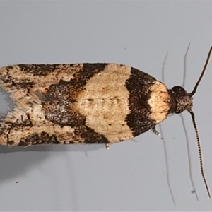 Clarana clarana (A Tortricid moth) at Ainslie, ACT by jb2602