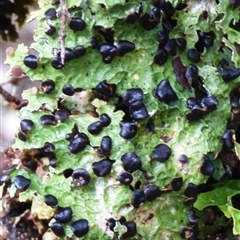 Unidentified Lichen at Cradle Mountain, TAS - 17 Nov 2020 by VanessaC