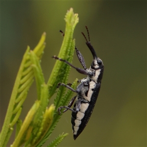 Rhinotia sp. (genus) at Manton, NSW - 2 Jan 2025 09:27 AM