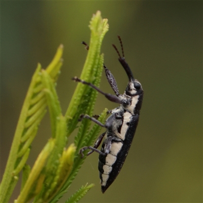 Rhinotia sp. (genus) (Unidentified Rhinotia weevil) at Manton, NSW - 2 Jan 2025 by ConBoekel