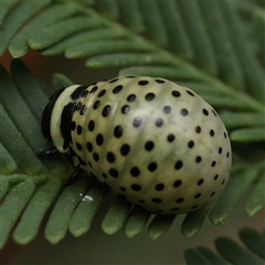 Dicranosterna immaculata (Acacia leaf beetle) at Manton, NSW - 2 Jan 2025 by ConBoekel