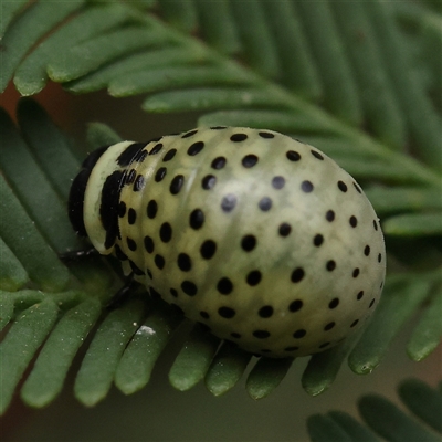 Dicranosterna immaculata (Acacia leaf beetle) at Manton, NSW - 1 Jan 2025 by ConBoekel