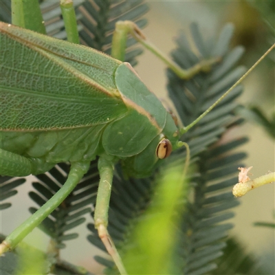 Caedicia simplex (Common Garden Katydid) at Manton, NSW - 2 Jan 2025 by ConBoekel