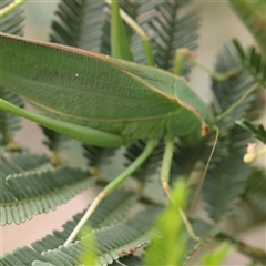 Caedicia simplex at Manton, NSW - 2 Jan 2025 09:30 AM