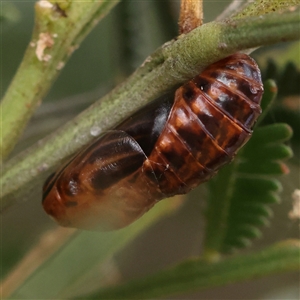 Jalmenus sp. (genus) at Manton, NSW - 2 Jan 2025 09:30 AM