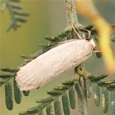 Xyloryctidae (family) at Manton, NSW - 2 Jan 2025 by ConBoekel