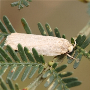 Xyloryctidae (family) at Manton, NSW - 2 Jan 2025 09:31 AM