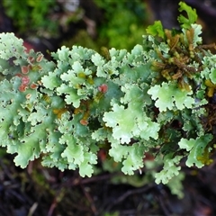 Unidentified Lichen at Cradle Mountain, TAS - 16 Nov 2020 by VanessaC