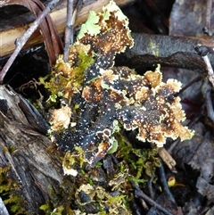 Unverified Lichen at Cradle Mountain, TAS - 17 Nov 2020 by VanessaC