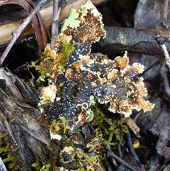 Unidentified Lichen at Cradle Mountain, TAS - 16 Nov 2020 by VanessaC